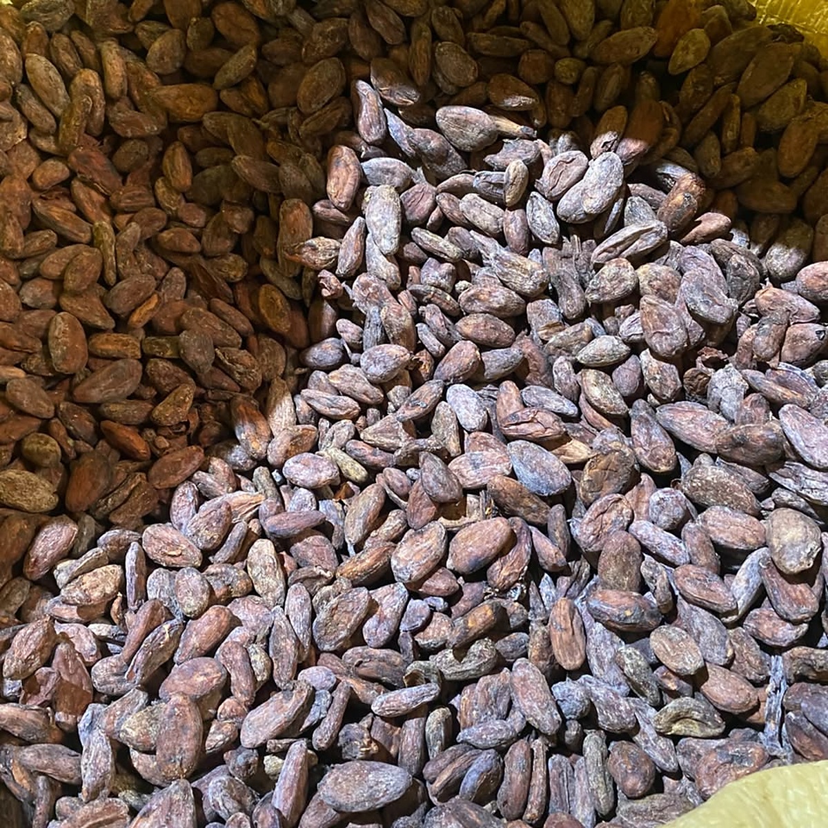 Organic Cocoa Beans - Hispaniola Type