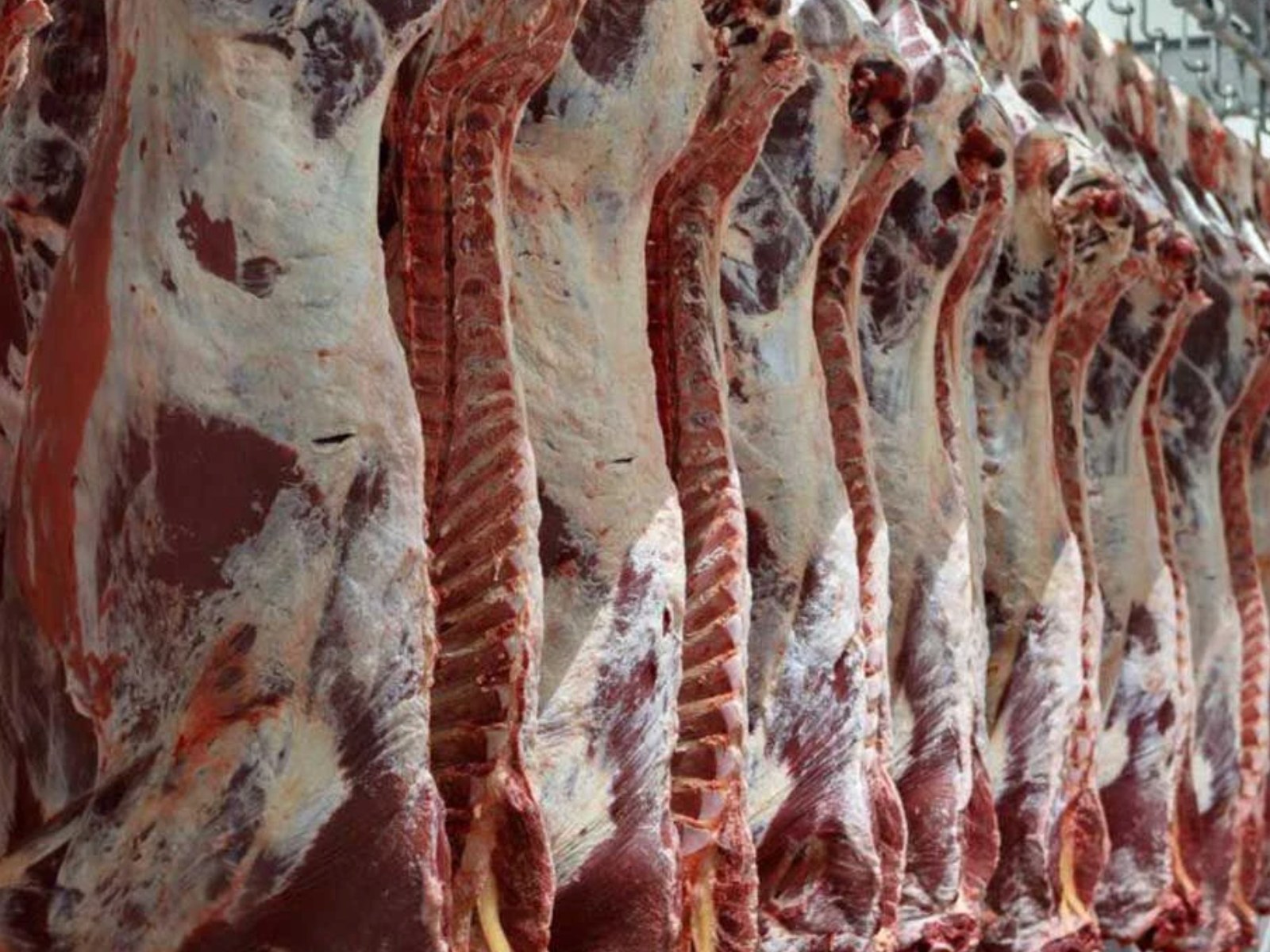 Beef — Industrial Programs