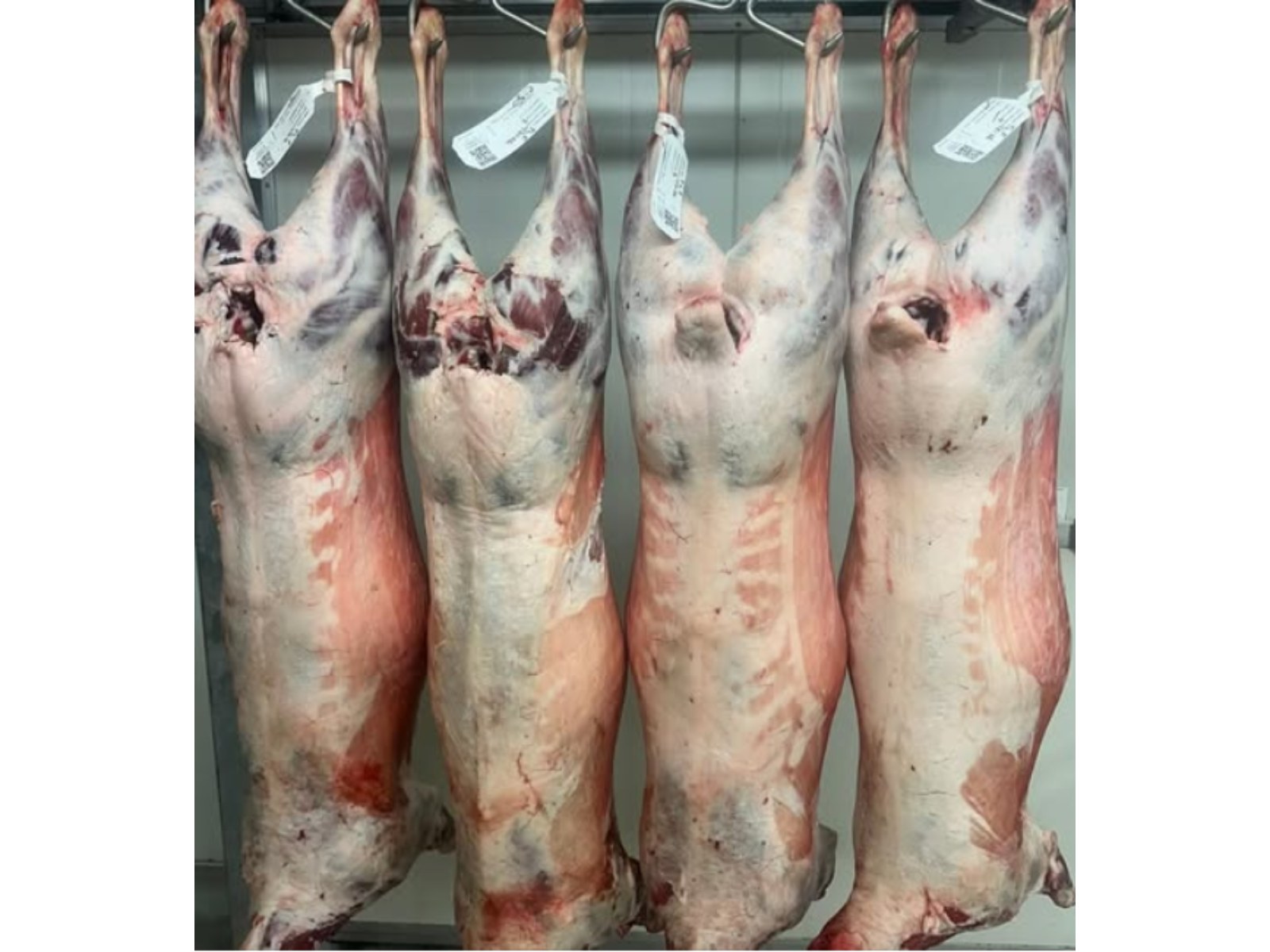 Lamb — Premium Cuts